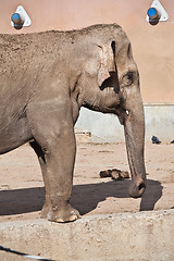 Image showing Elephant