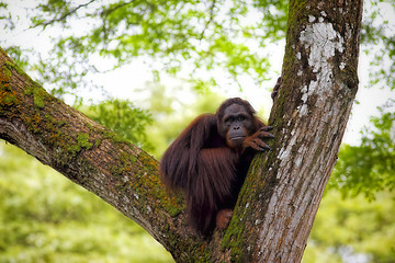 Image showing Borneo Orangutan