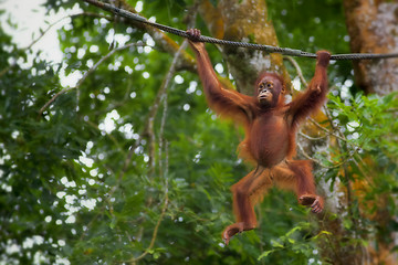 Image showing Borneo Orangutan