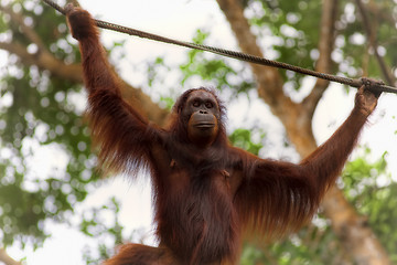 Image showing Borneo Orangutan