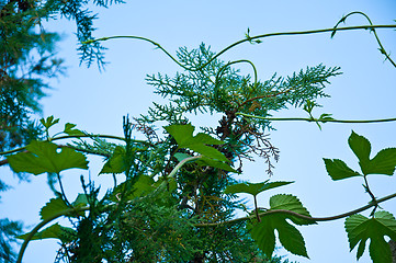 Image showing plants