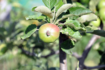 Image showing apple