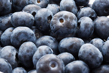 Image showing Blueberries