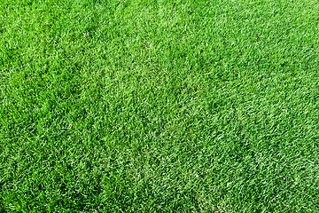 Image showing Green grass