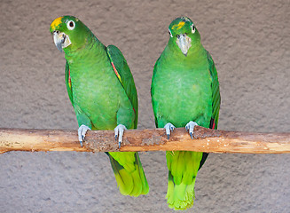 Image showing Parrots