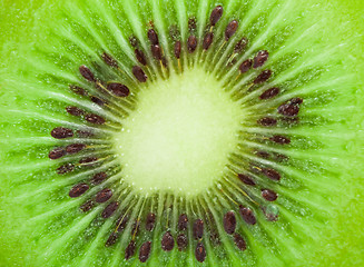 Image showing Kiwi