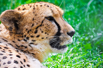 Image showing Cheetah