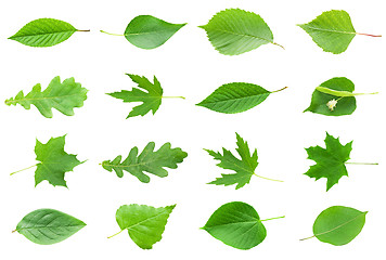 Image showing Green Leaves