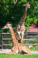 Image showing Giraffe