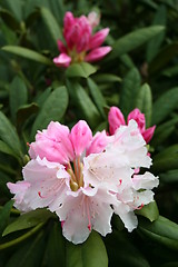 Image showing Rhododendron Dreamland