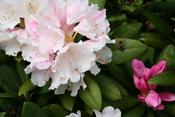 Image showing Rhododendron Dreamland