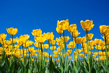 Image showing Tulip flowers