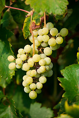 Image showing Grapes