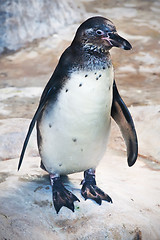 Image showing Penguin