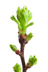 Image showing Tree branch in spring