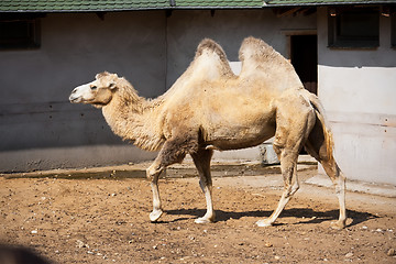 Image showing Camel