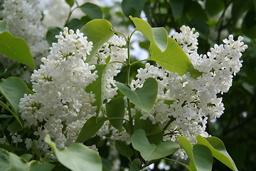 Image showing Syringa Vulgaris alba