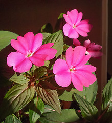 Image showing Impatiens New Guinea flower