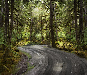 Image showing Rain Forest With A Dirt Road