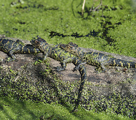 Image showing Baby Alligators