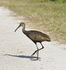 Image showing Limpkin Bird