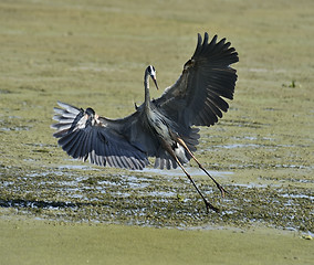 Image showing Great Blue Heron