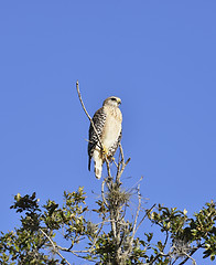 Image showing Broad-Winged Hawk