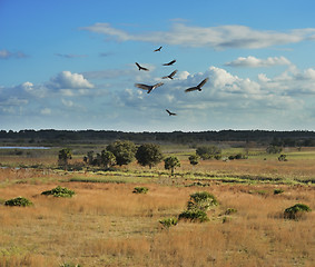 Image showing Florida Wetlands Scenic View