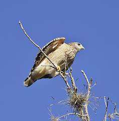 Image showing Broad-Winged Hawk