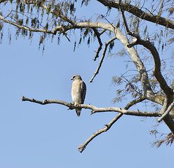 Image showing Red-Shouldered Hawk 