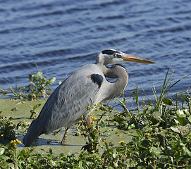 Image showing Great Blue Heron