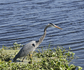 Image showing Great Blue Heron