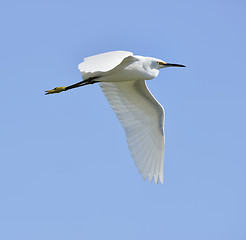 Image showing Snow Egret 