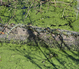 Image showing Baby Alligators