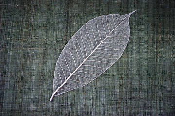 Image showing Transparent leaf