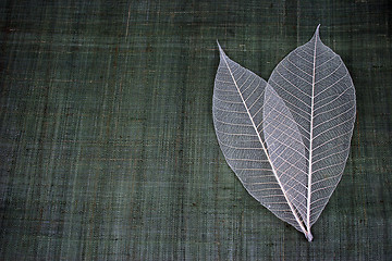 Image showing Transparent leaves