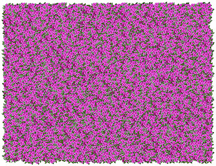 Image showing Purple impatiens background. From The Floral background series