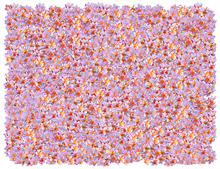 Image showing Pink Frangipani background. From The Floral background series