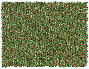 Image showing Holly background. From The Floral background series