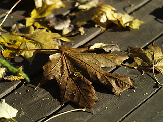 Image showing Autumn leaf