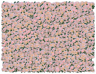 Image showing Peach Roses background. From The Floral background series