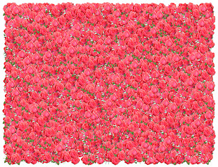 Image showing Pink Roses background. From The Floral background series