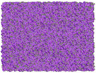 Image showing Tibouchina background. From The Floral background series