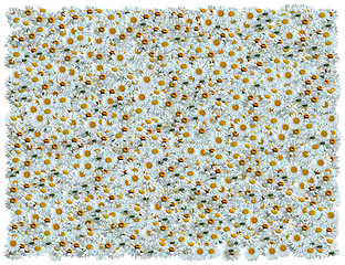 Image showing White Daisies background. From The Floral background series