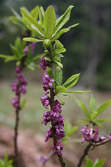 Image showing daphne merzereum