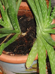 Image showing Aloe plant