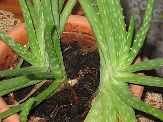 Image showing Aloevera plant