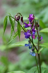 Image showing spring flower