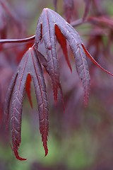 Image showing maple leaves