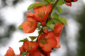 Image showing chaenomeles japonica
